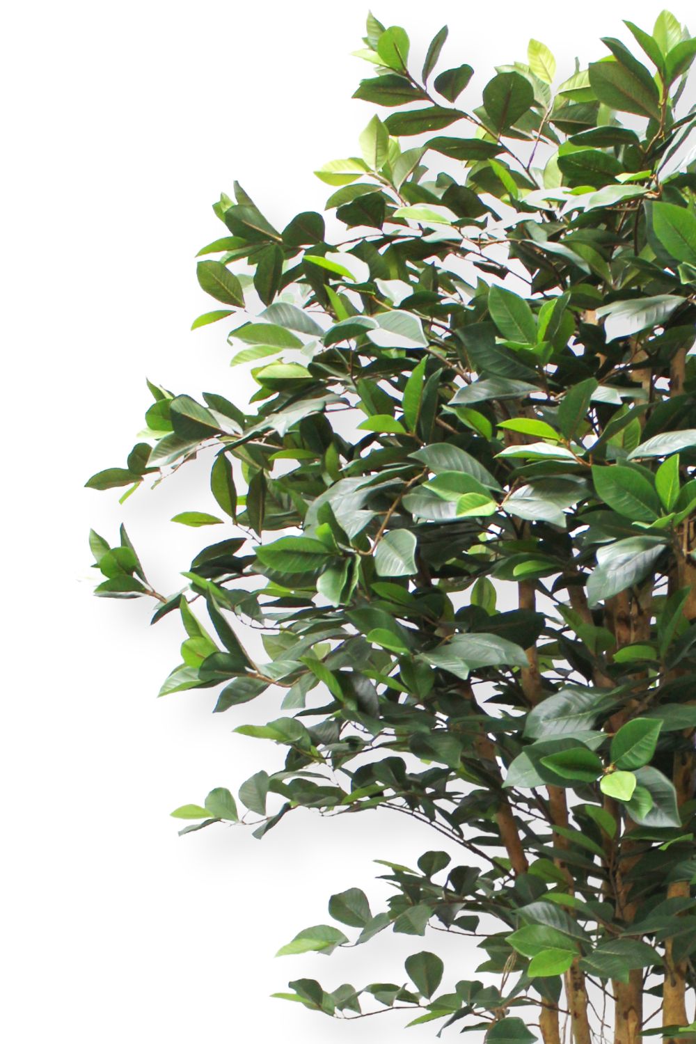 Vorbestellung Ficus Kunstpflanze 180cm