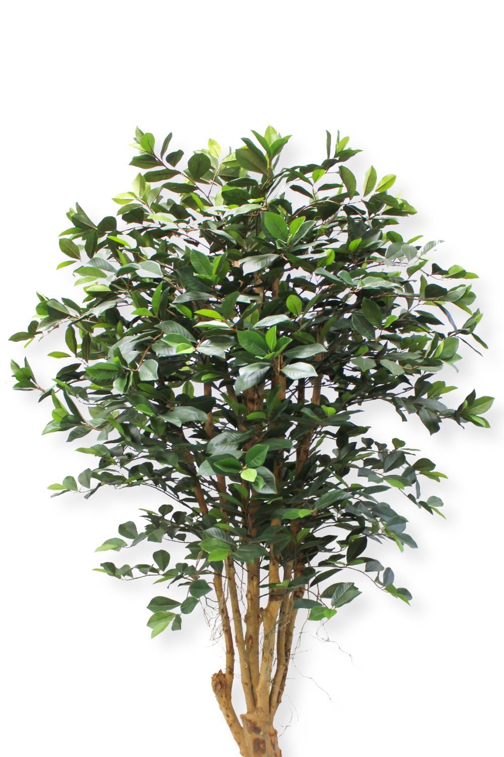 Vorbestellung Ficus Kunstpflanze 180cm