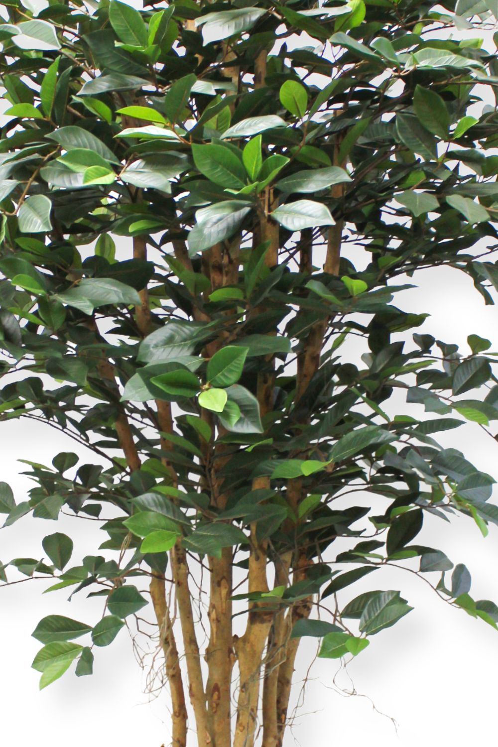 Vorbestellung Ficus Kunstpflanze 180cm