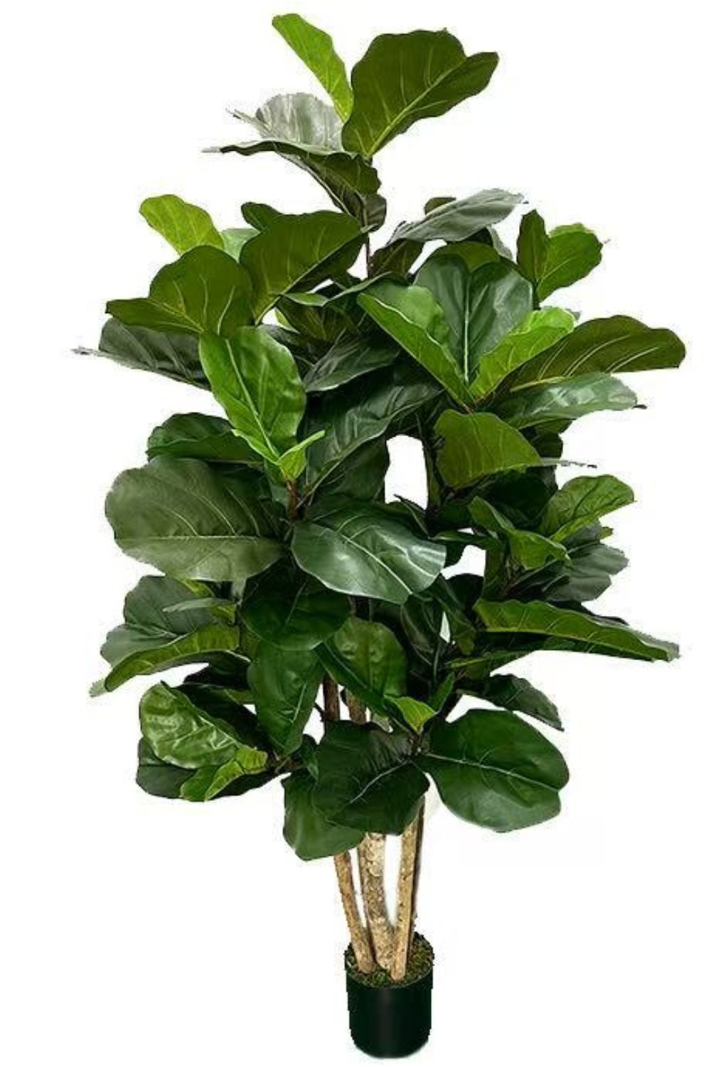 Ficus Kunstpflanze 180cm
