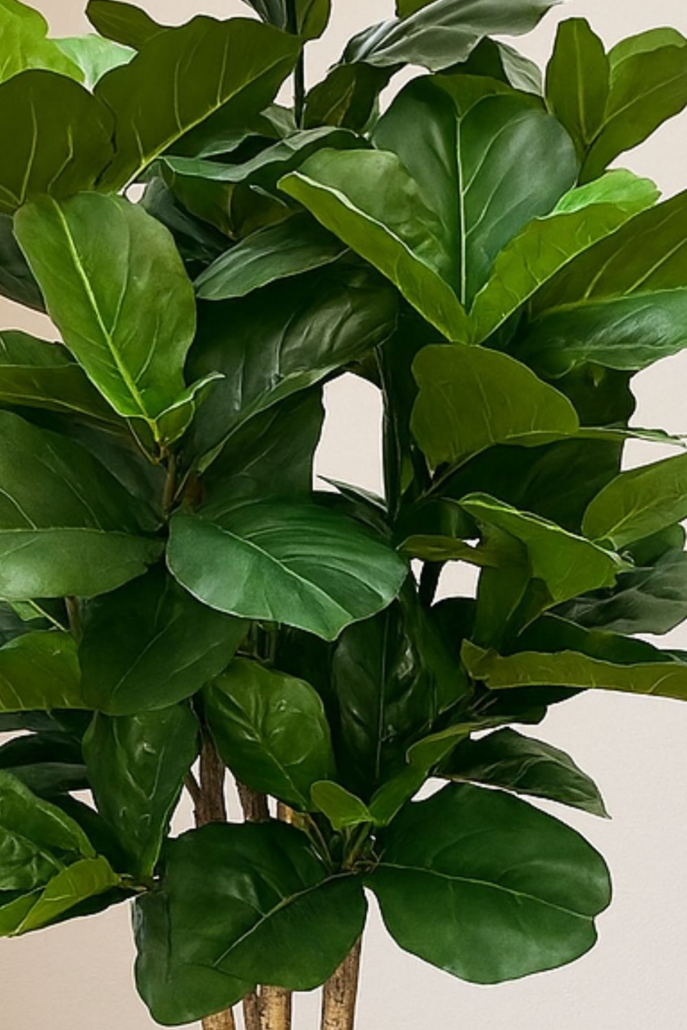 Ficus Kunstpflanze 180cm