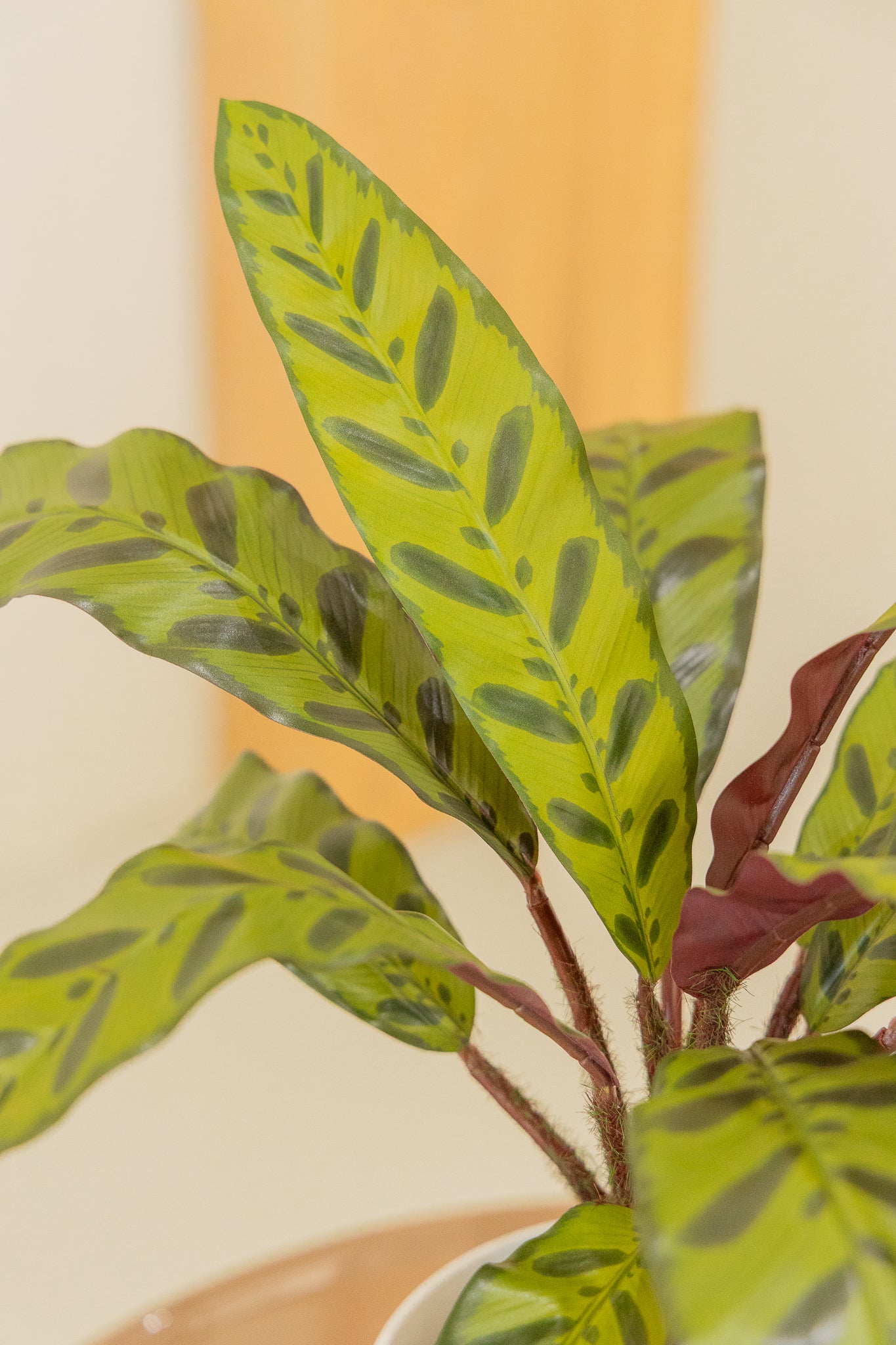 Calathea Kunstpflanze 45cm