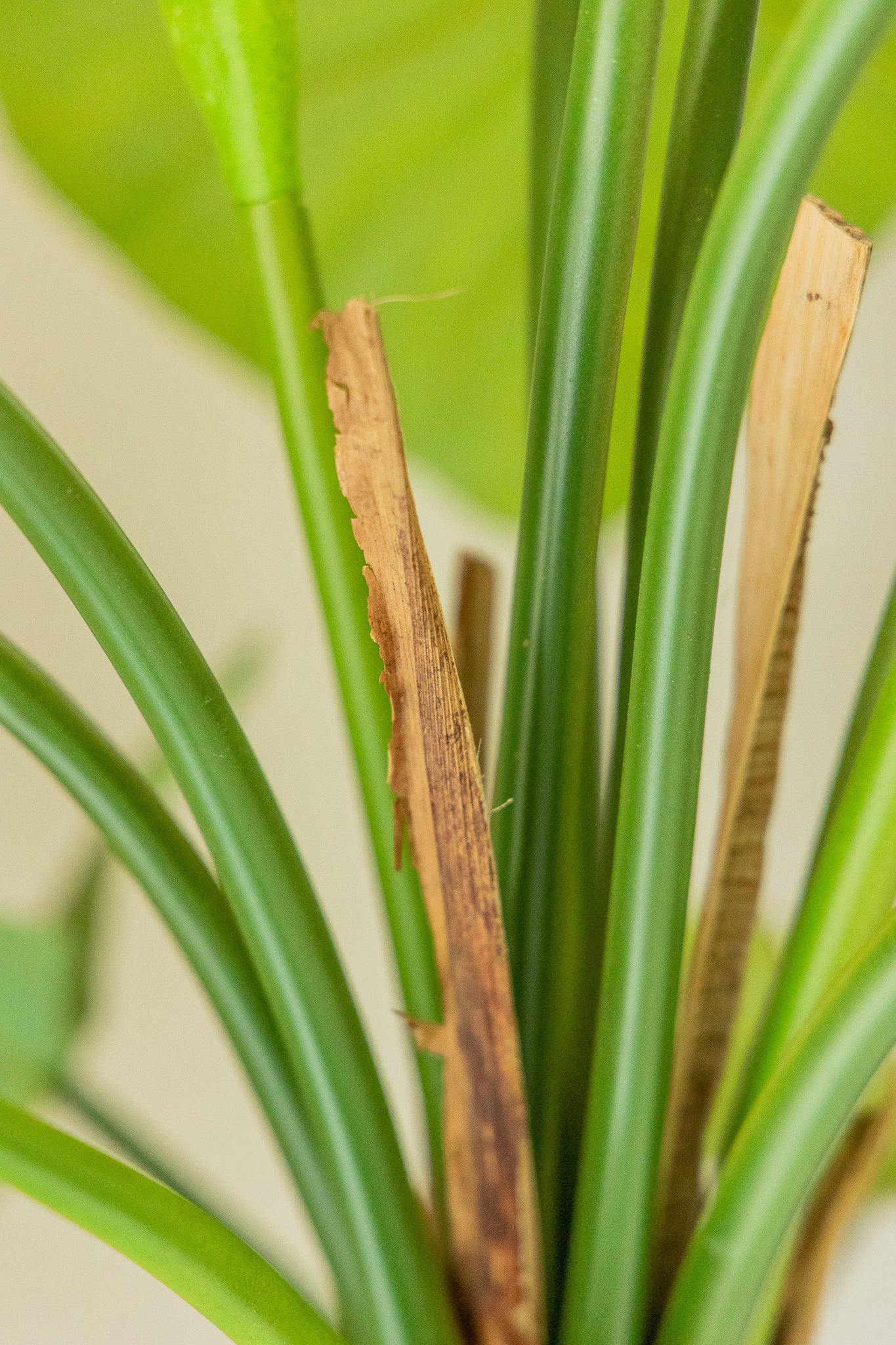 Alocasia Kunstpflanze 165cm