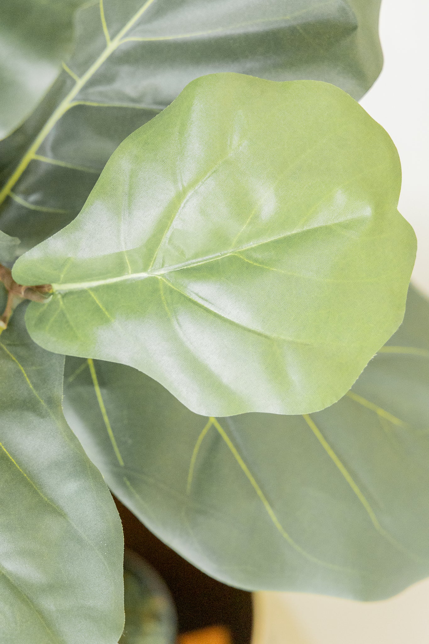 Ficus Kunstpflanze 180cm