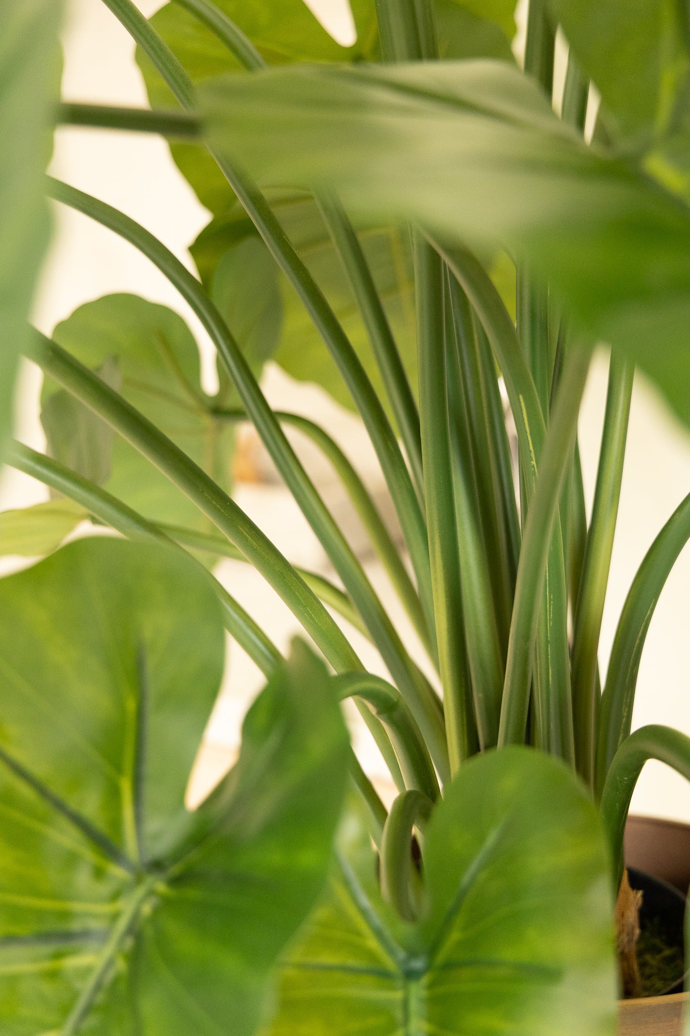 Alocasia Kunstpflanze 100cm