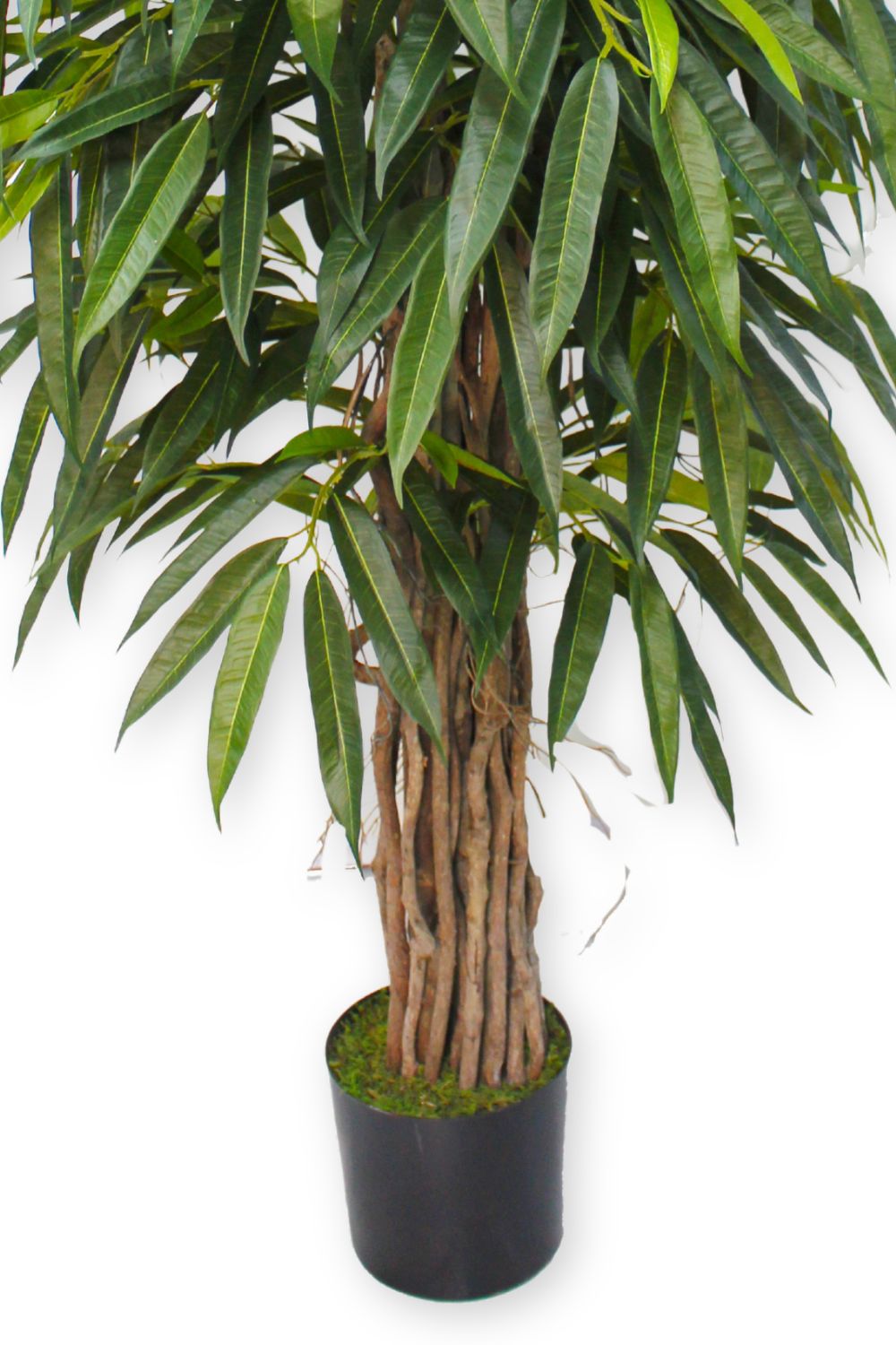 Vorbestellung Longifolia Kunstpflanze 180 cm