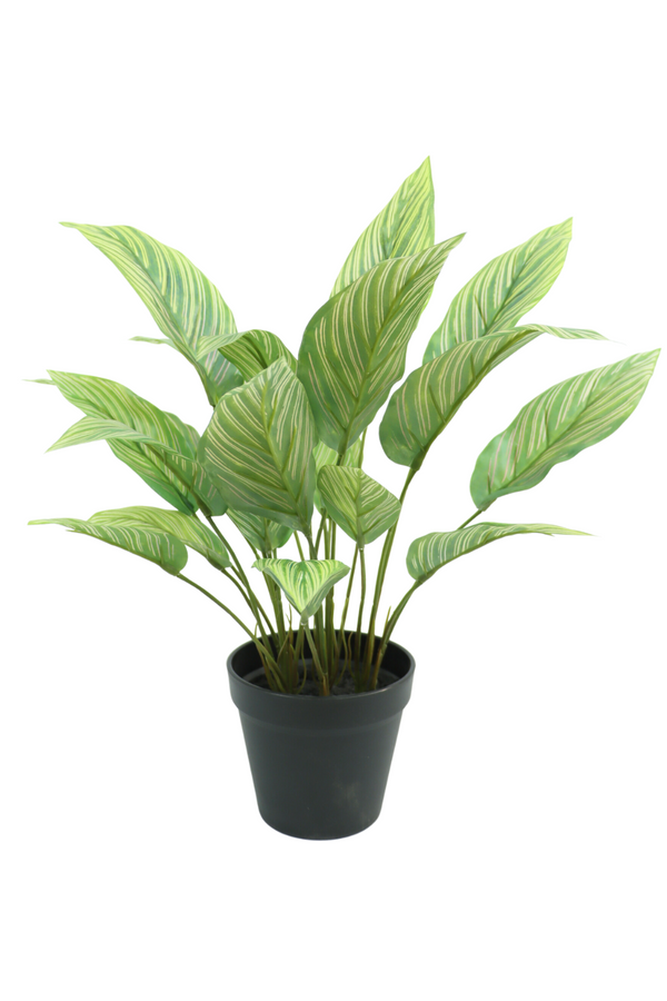 Bestellen? Kunstpflanze 40cm PrettyPflanzen | Maranta