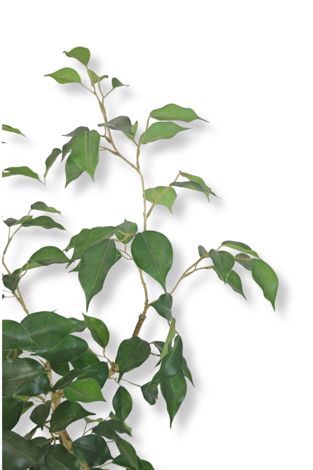 Ficus Kunstpflanze 180cm