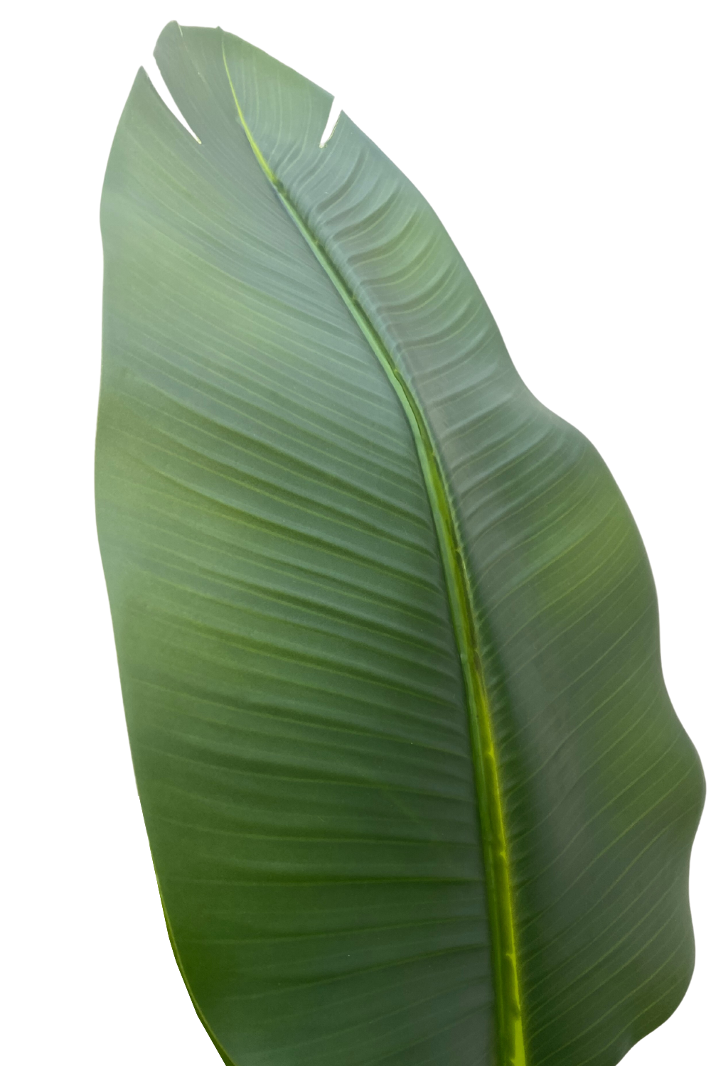 Strelitzie Kunstpflanze 210cm