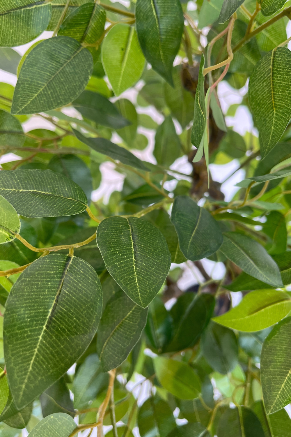 Ficus Kunstbaum 100cm