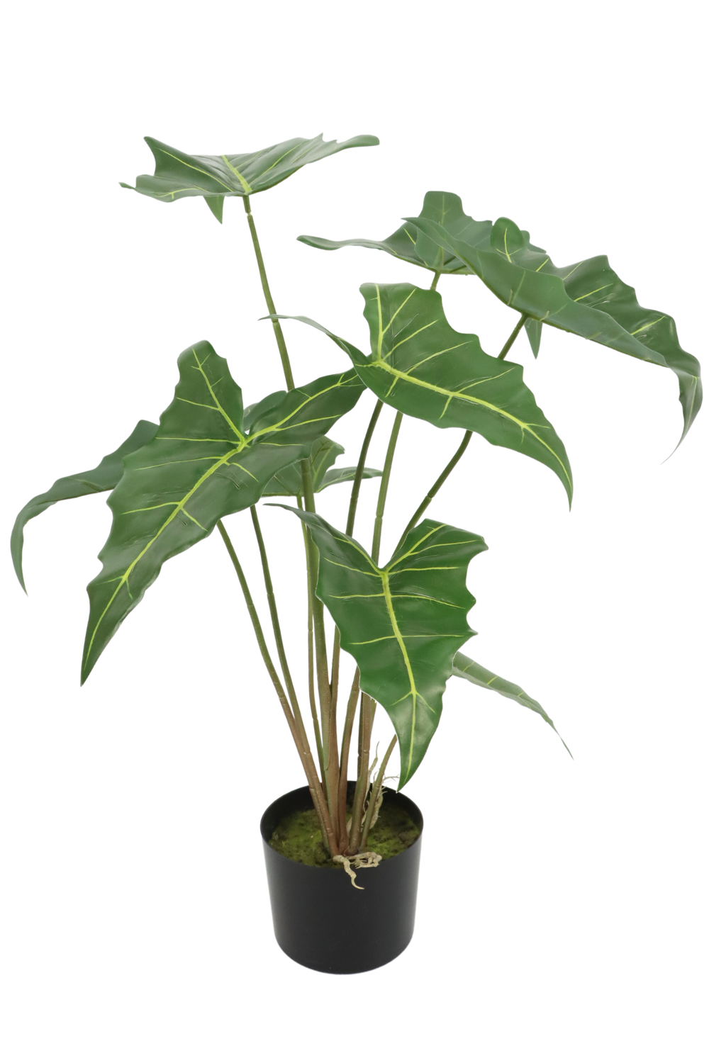 Alocasia Kunstpflanze 75cm