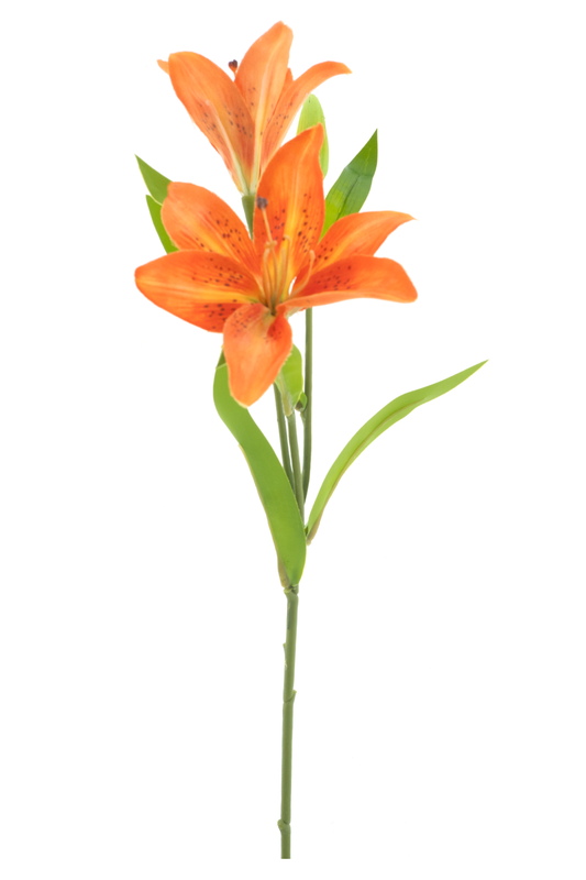 Lilie Jakarta Orange 53 cm