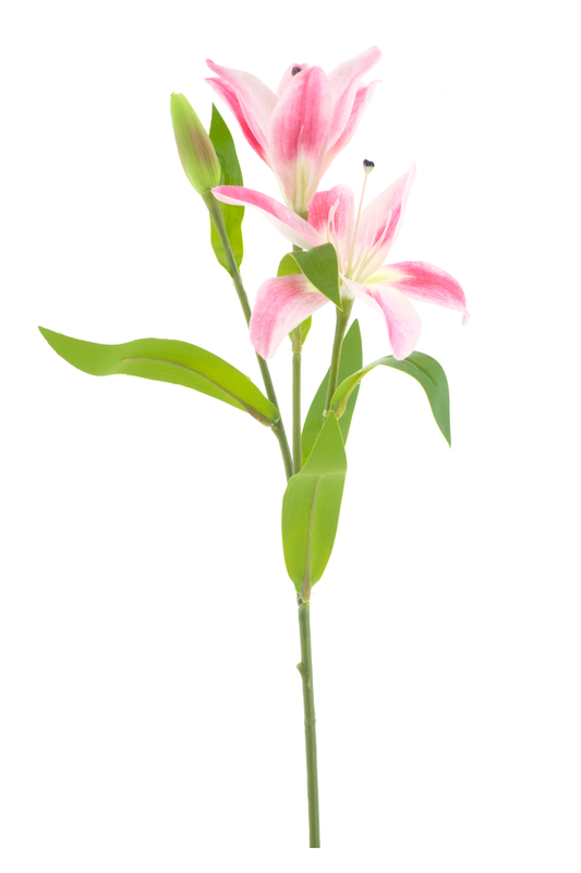 Lilie Jakarta Rosa 53 cm