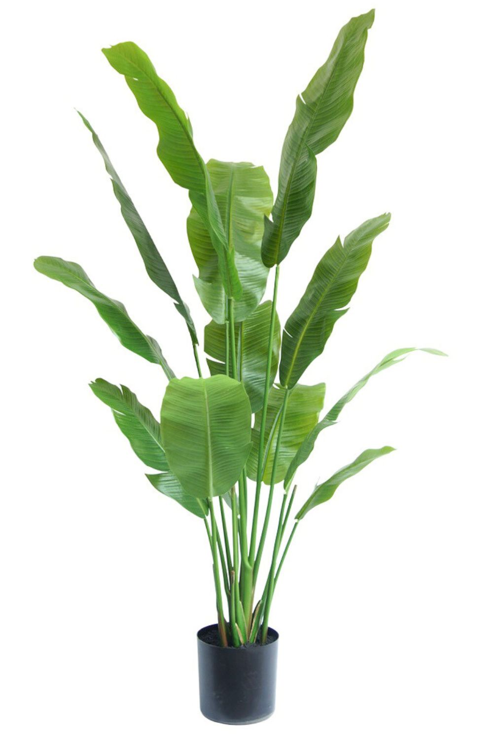 Vorbestellung Strelitzia Kunstpflanze 165cm