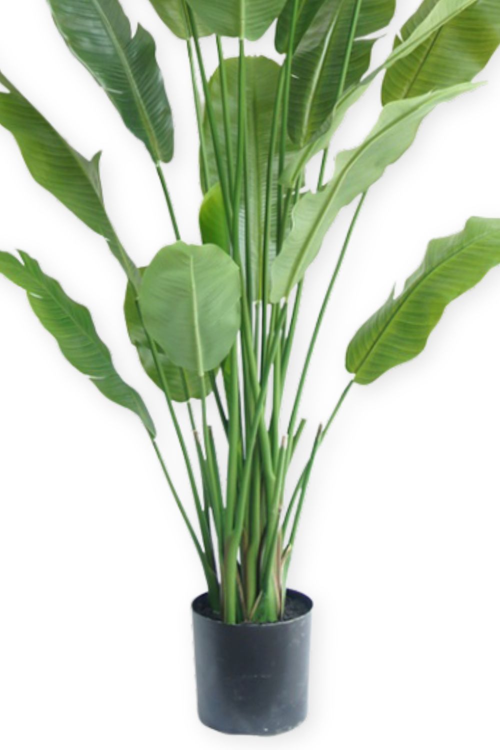 Vorbestellung Strelitzia Kunstpflanze 210cm