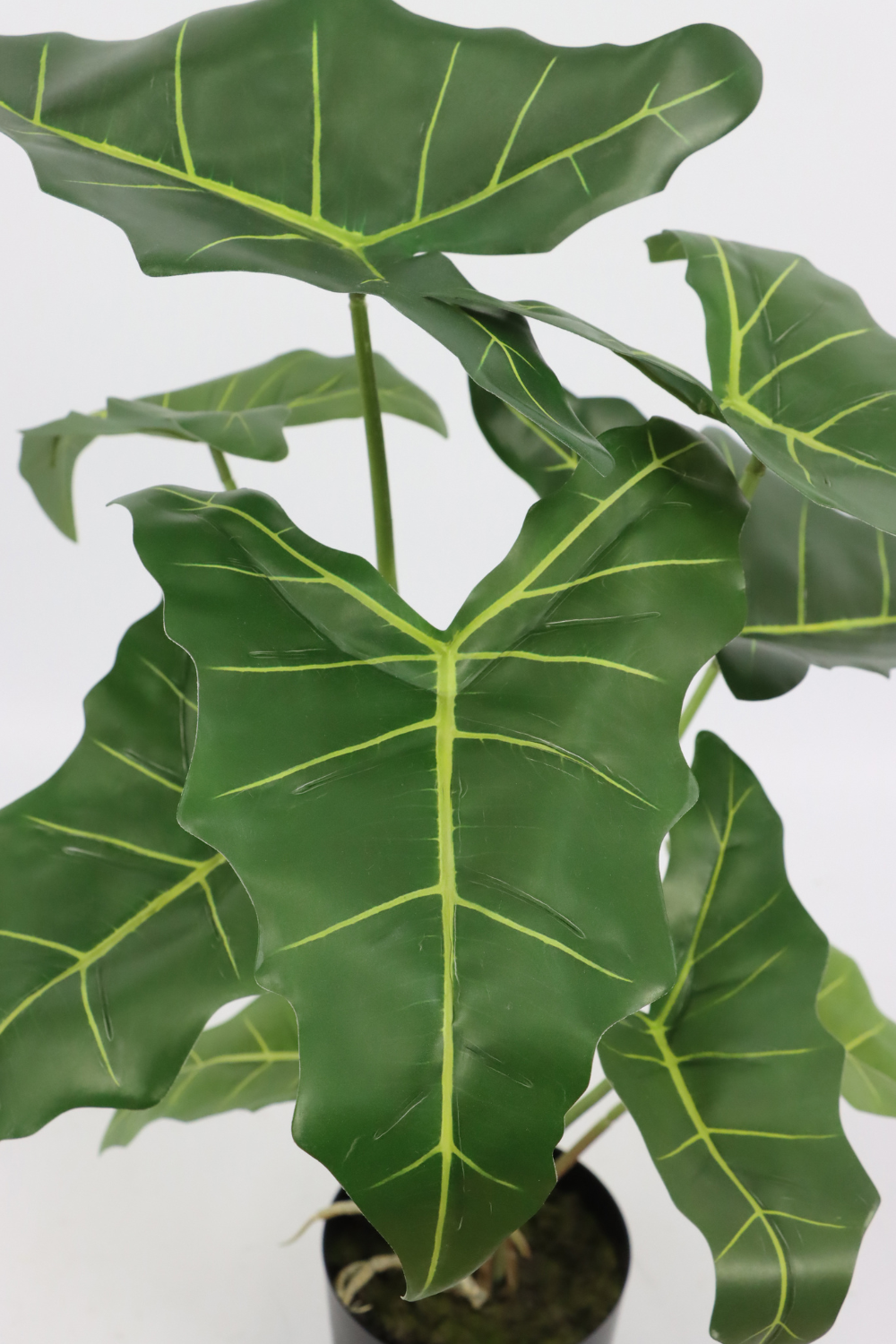 Alocasia Kunstpflanze 60cm