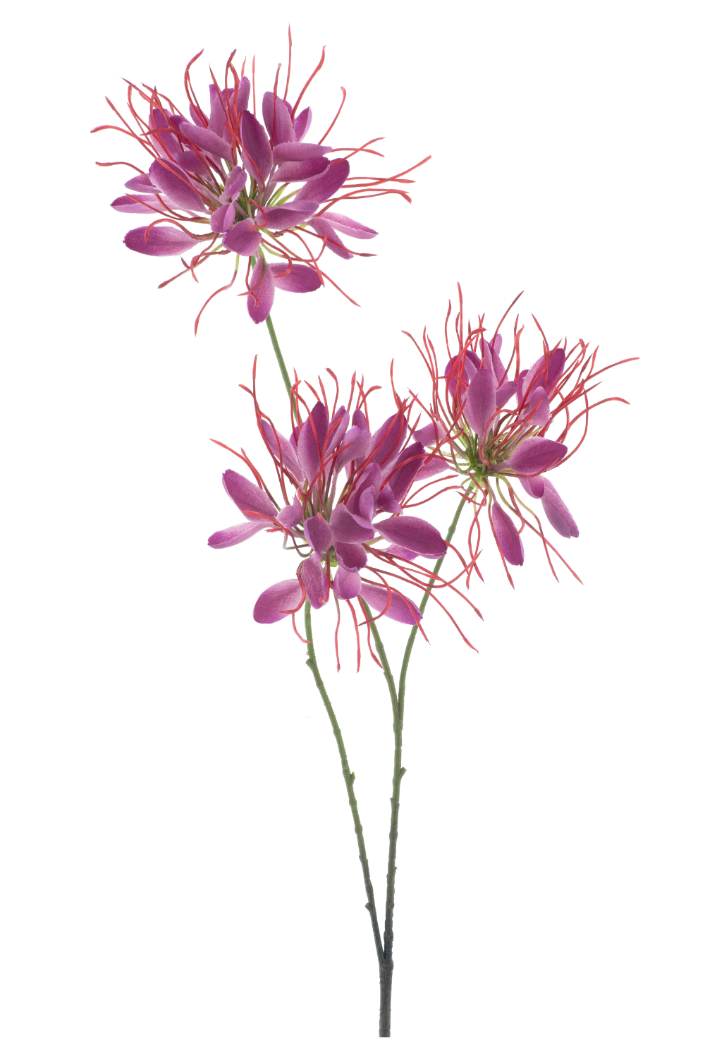 Künstliche Spinnenblume Rosa 94 cm