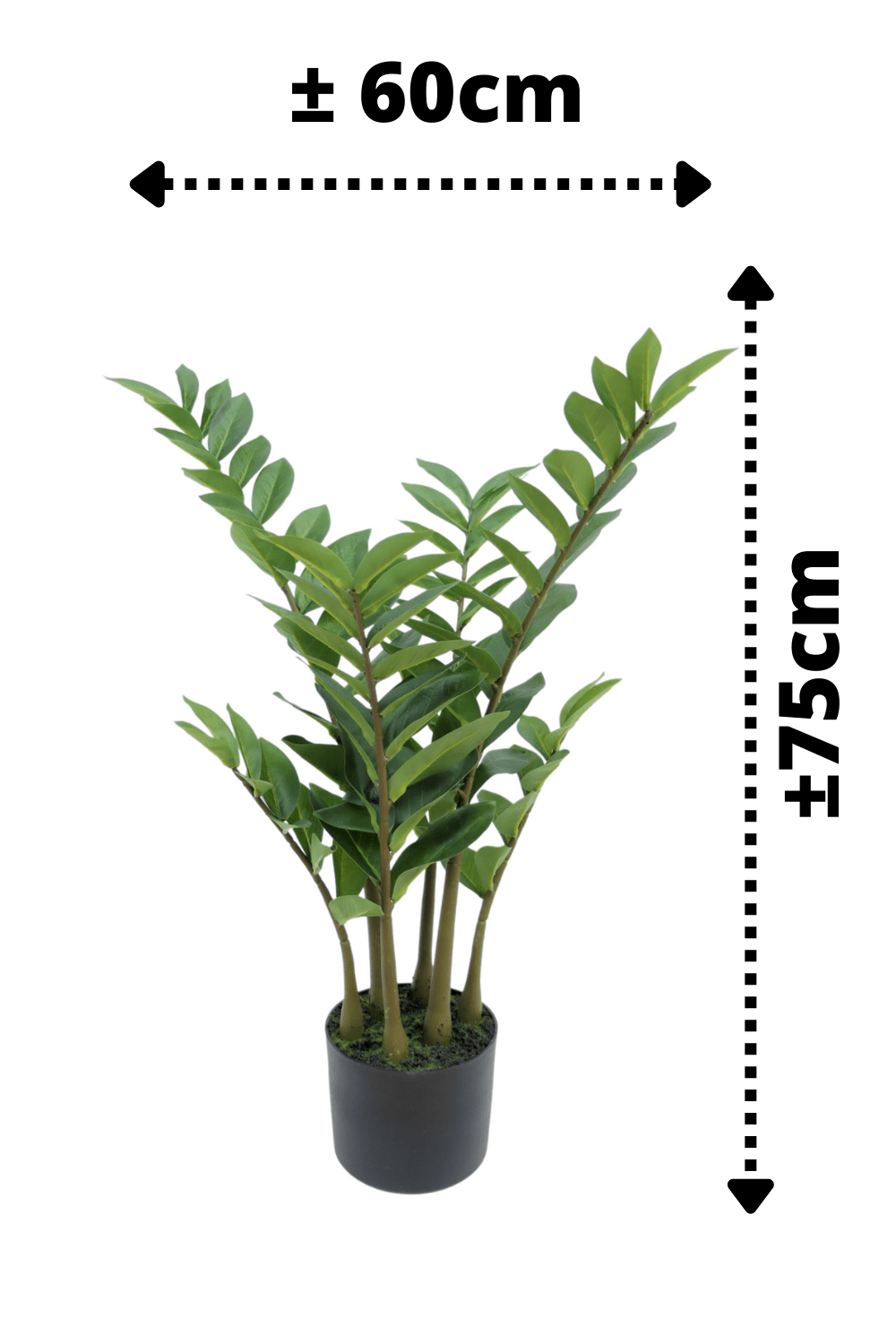 afmetingen Zamioculcas Kunstplant 75cm