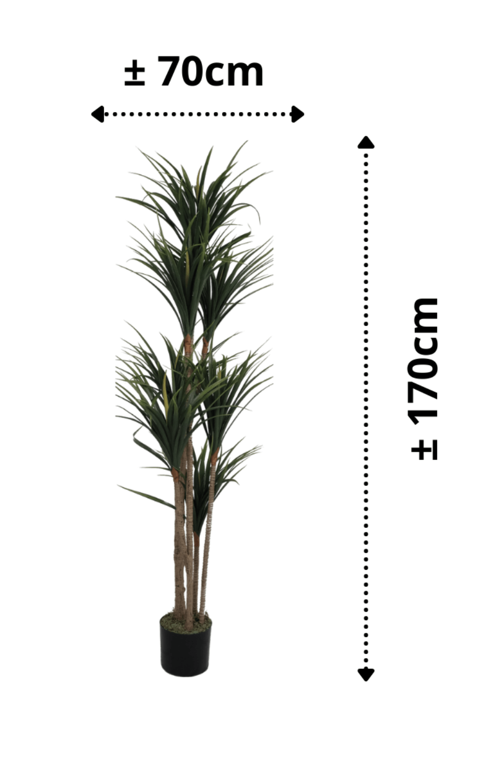 afmetingen Dracaena Kunstplant 170cm