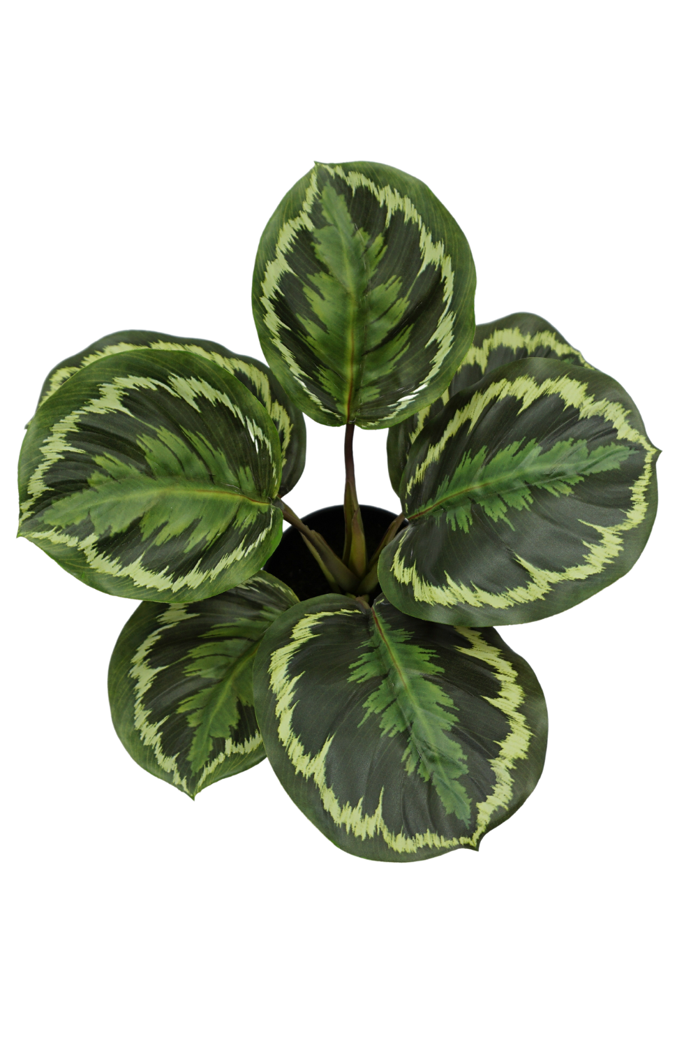 bovenaanzicht Calathea Kunstplant 25cm