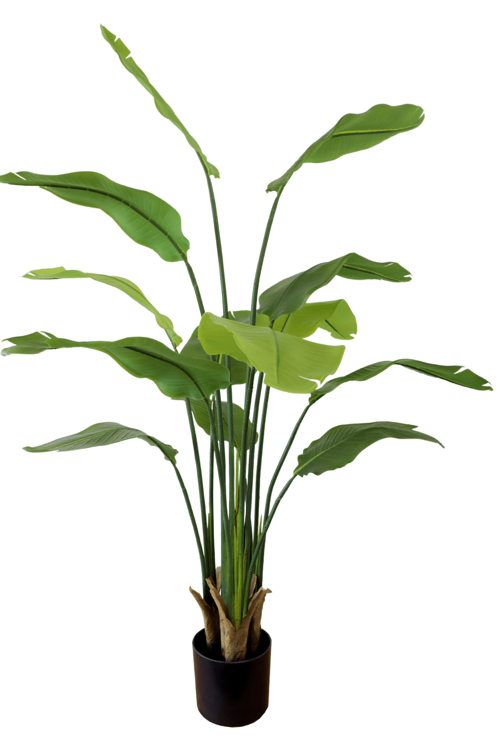 Strelitzia Kunstplant 2 160cm