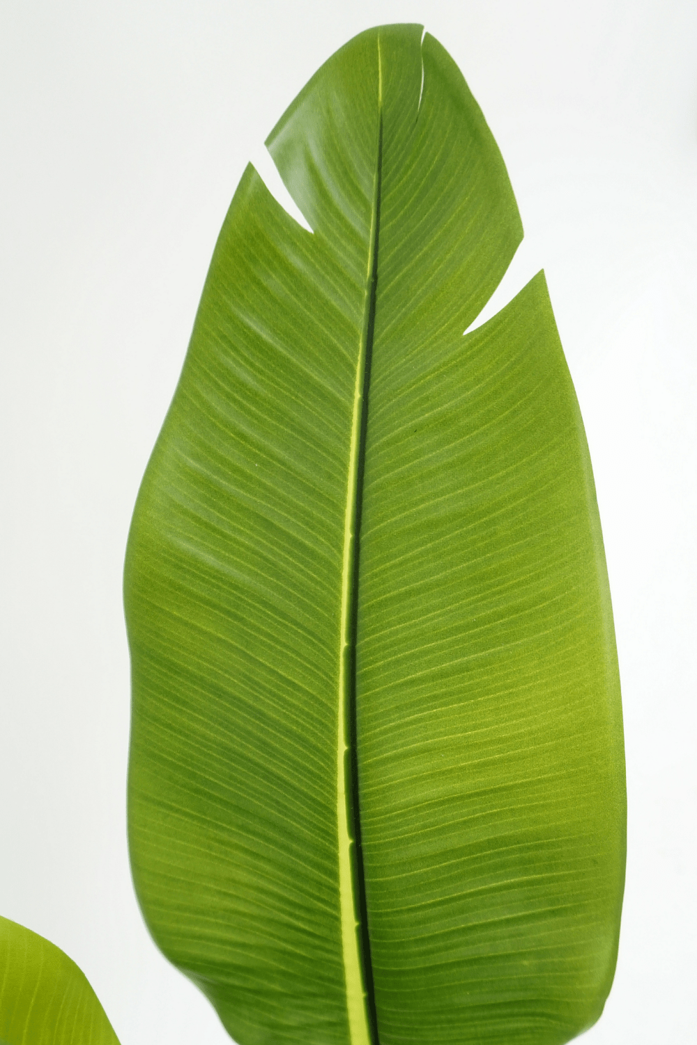 blad Strelitzia Kunstplant 2 160cm