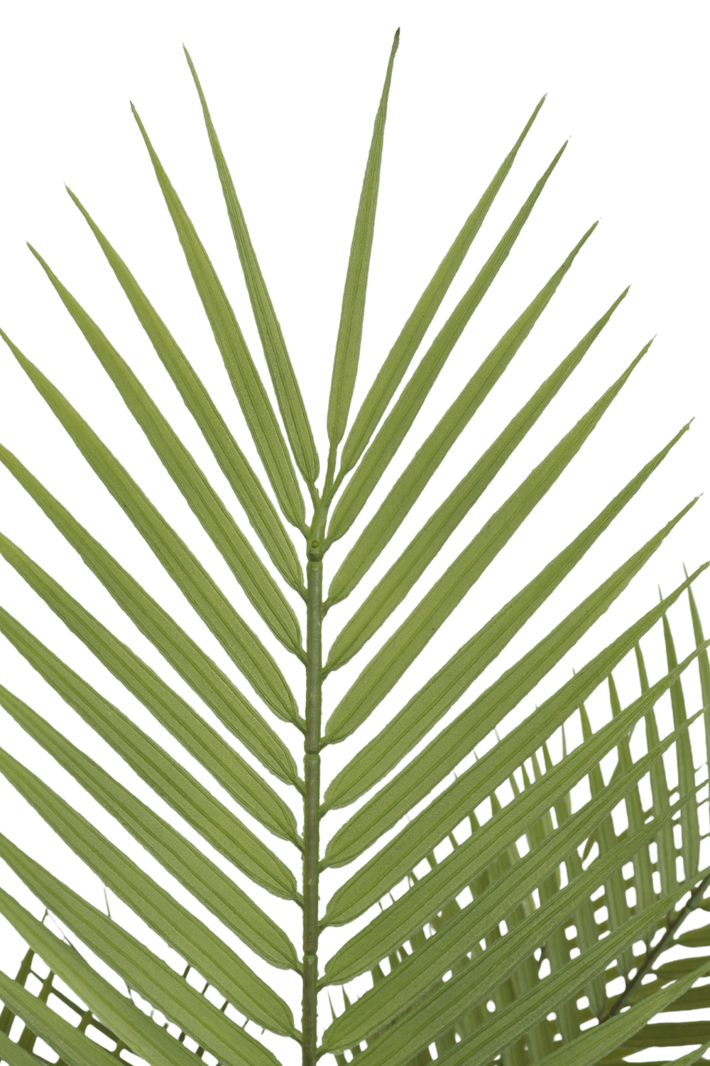 blad Kunstpalm 4 150cm