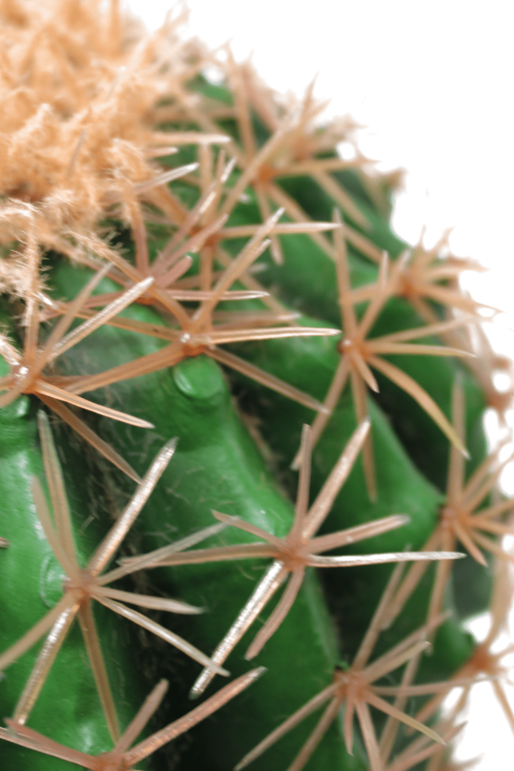 details Kunst Cactus ∅20cm