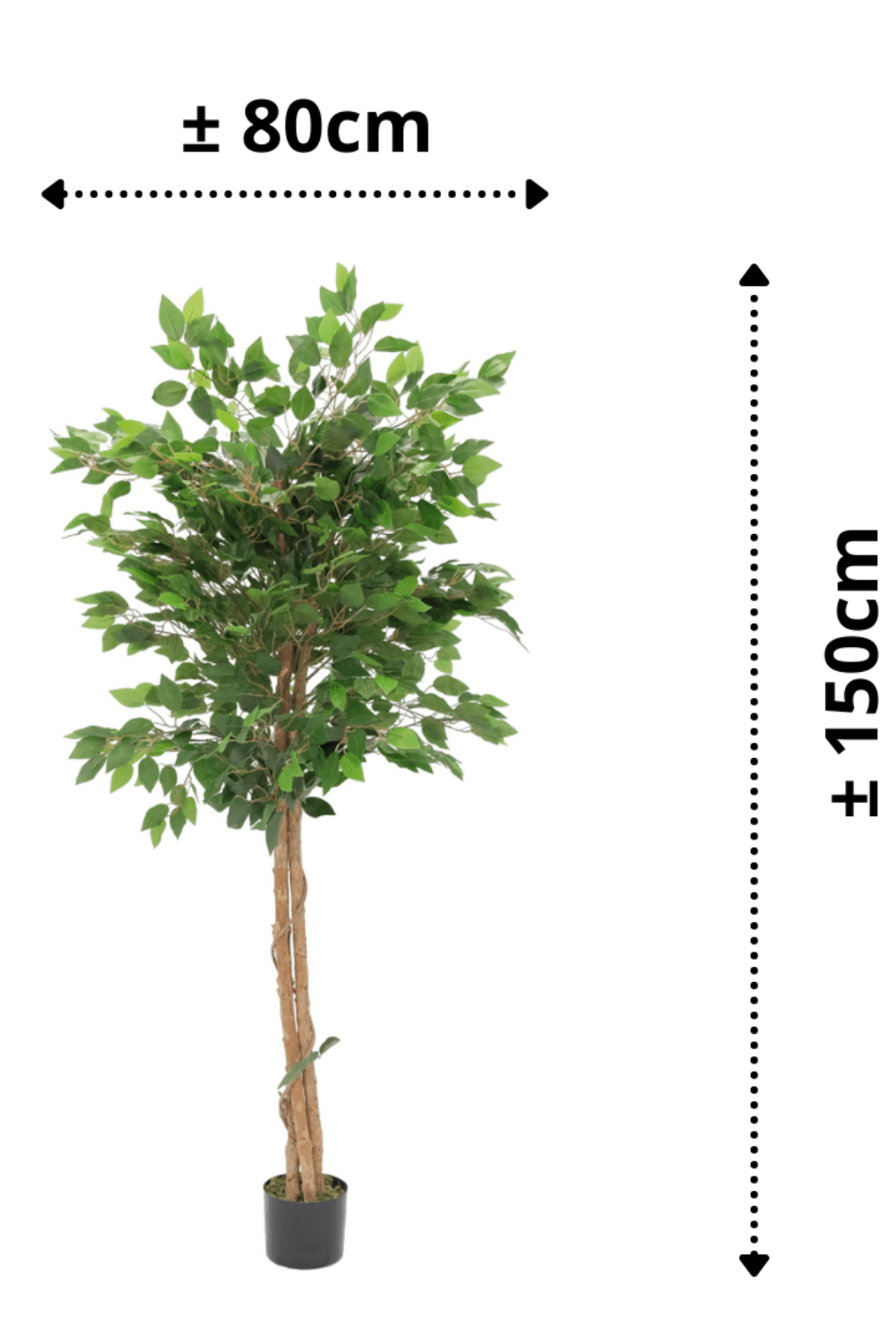 afmetingen Kunst Ficus 150cm