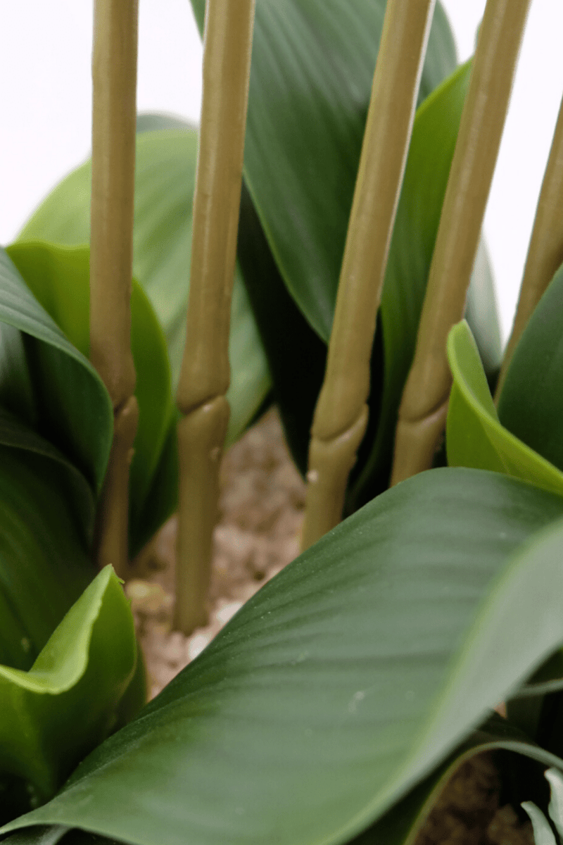 Orchidee Kunstpflanze PrettyPflanzen 70cm | Bestellen? Rosa