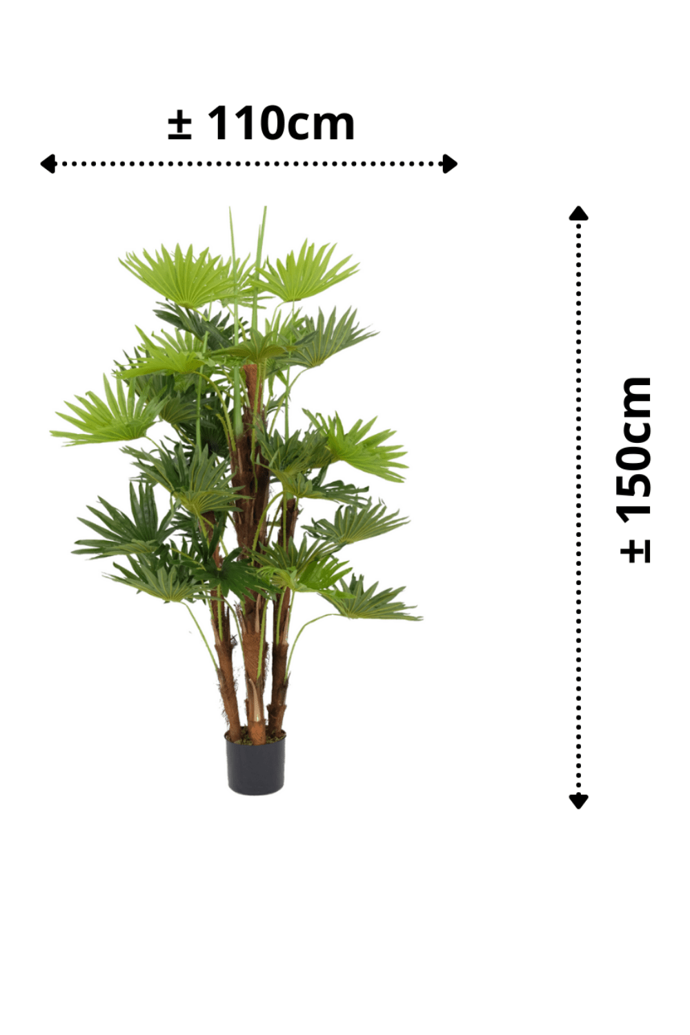 afmetingen Kunst Waaierpalm 150cm