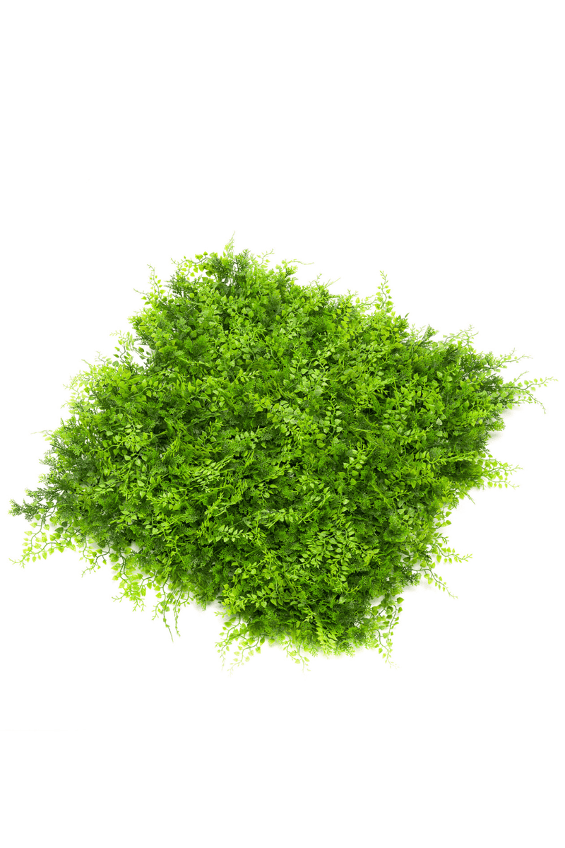 wolfsmilchgewächs kaktus Bestelle die dreikantige Wolfsmilch bei BloomboxClub – Bloombox Club DE