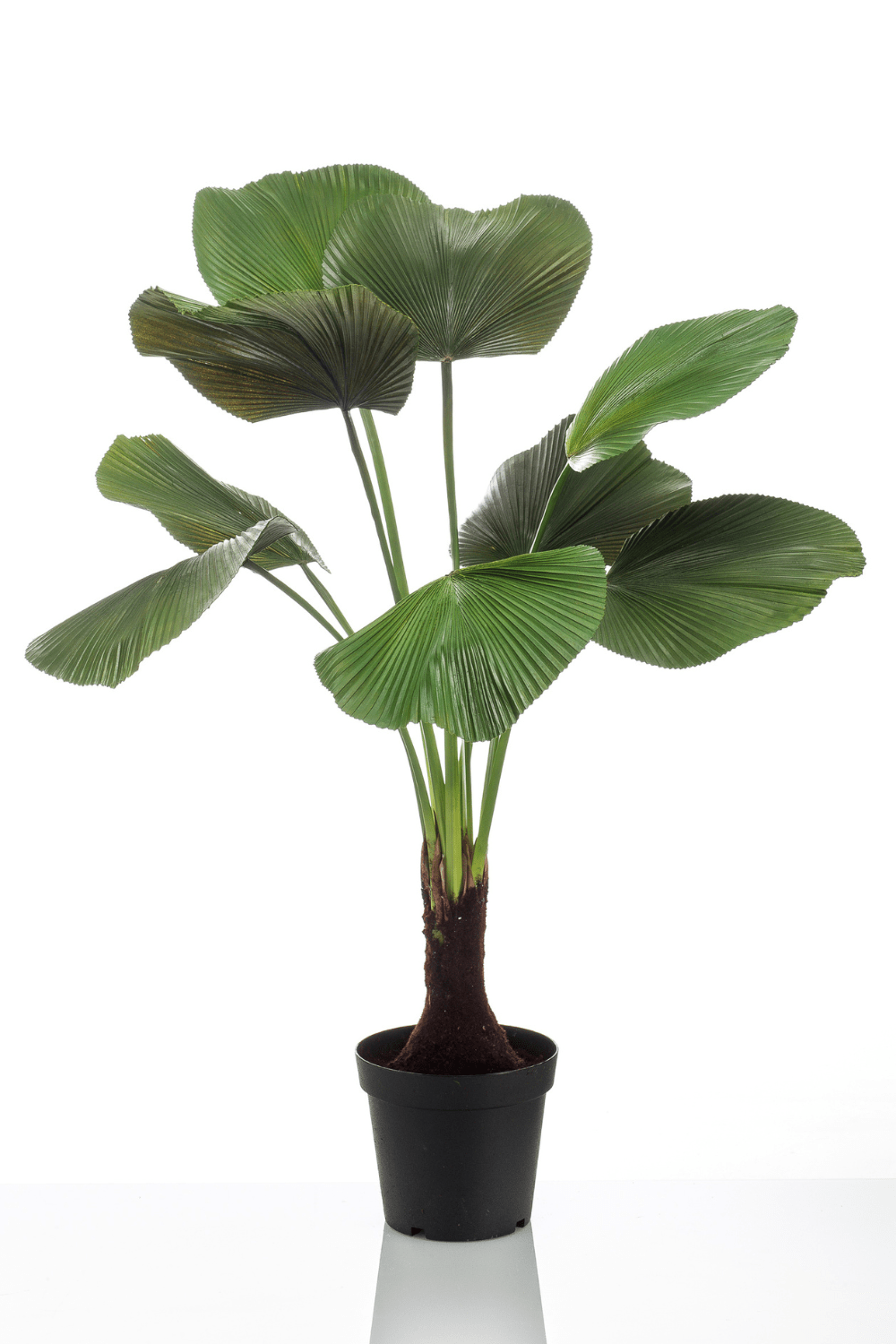 Kunstpalm Licuala 130cm