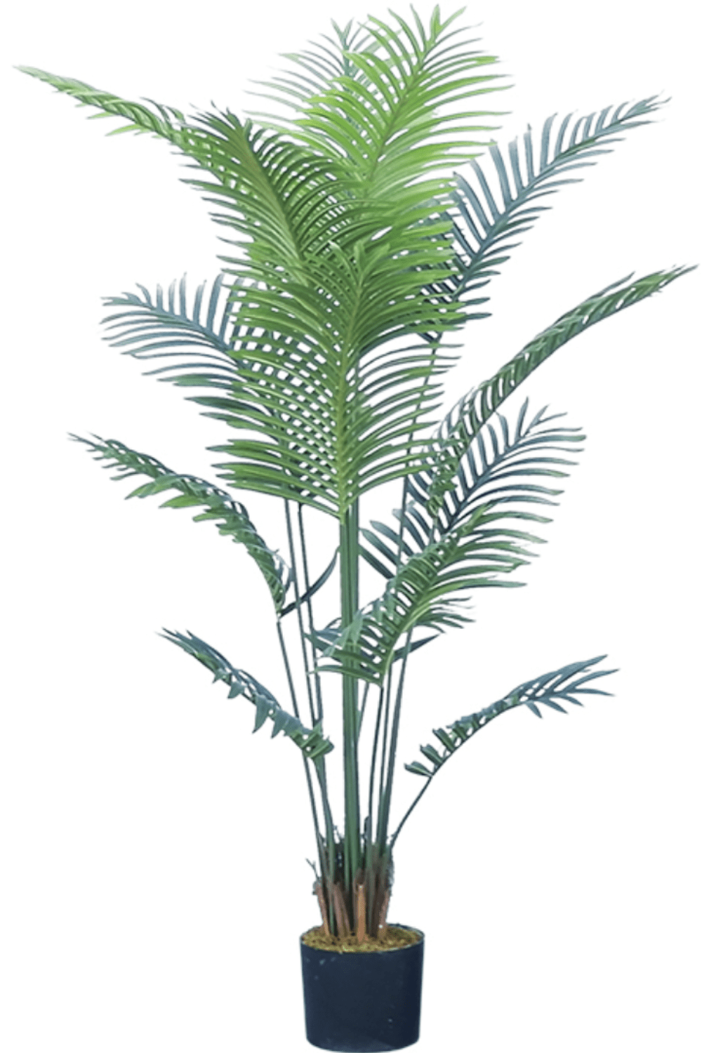 | | Qualität 160cm Hohe Kunstpalme PrettyPflanzen