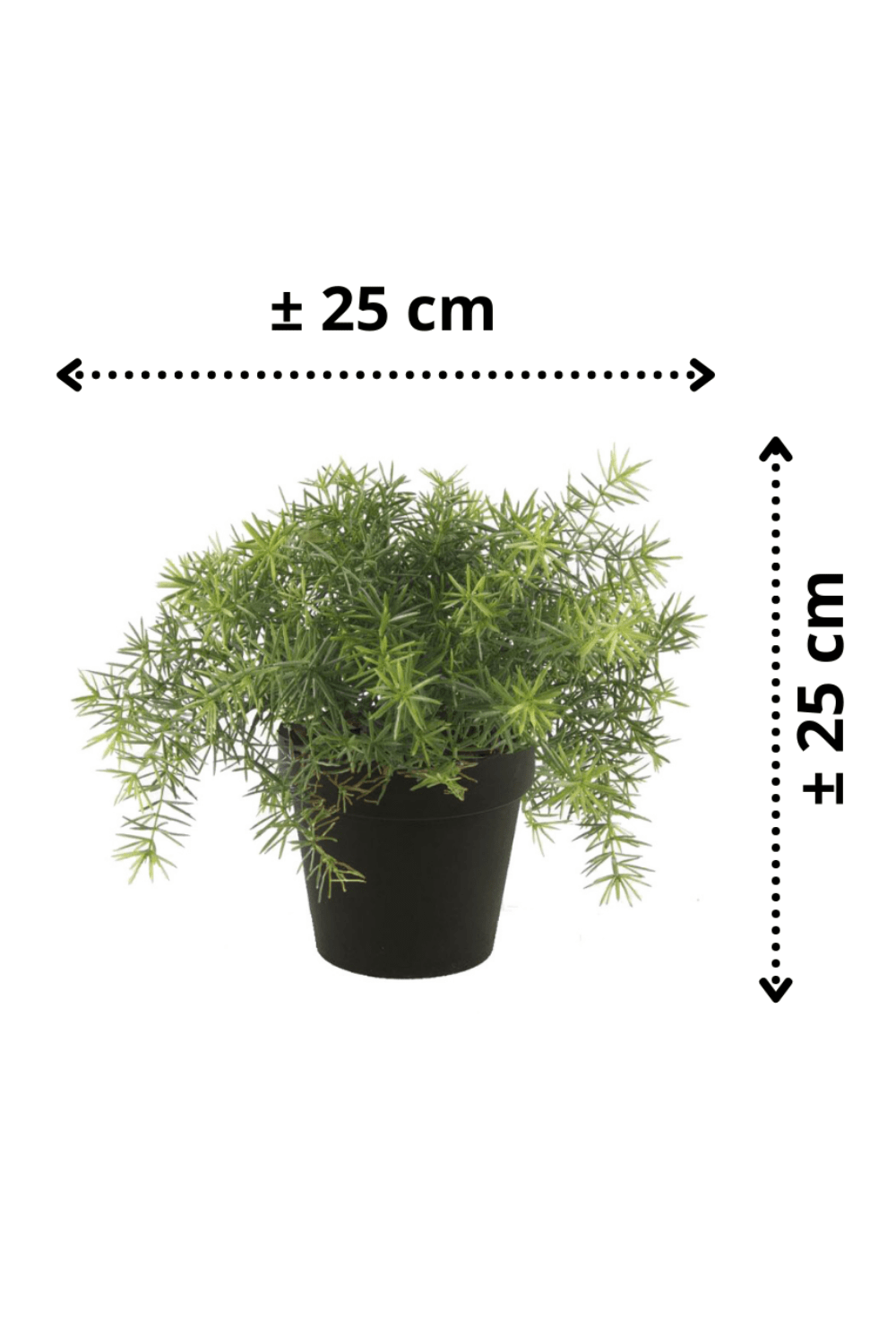 afmetingen Kunstplant Asparagus 25cm