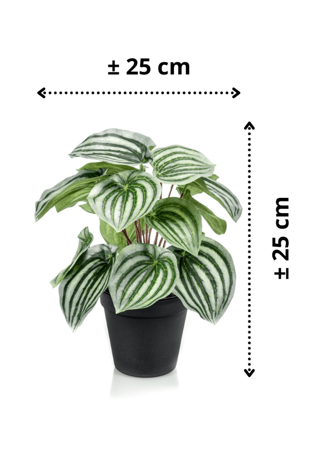 afmetingen Peperomia Kunstplant 25cm