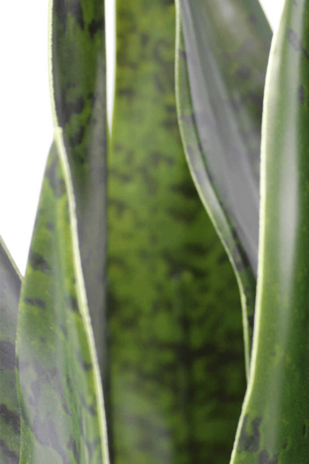 blad details Sansevieria Kunstplant 40cm