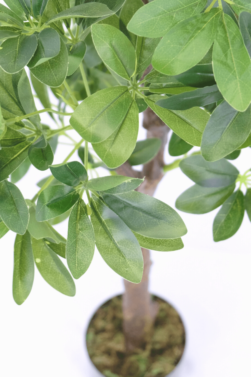 bladeren Schefflera Arboricola Kunstplant 120cm