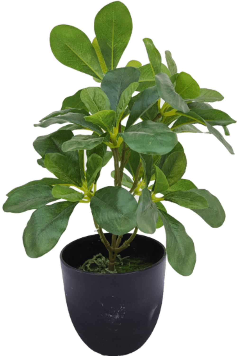 Schefflera Kunstpflanze 30cm