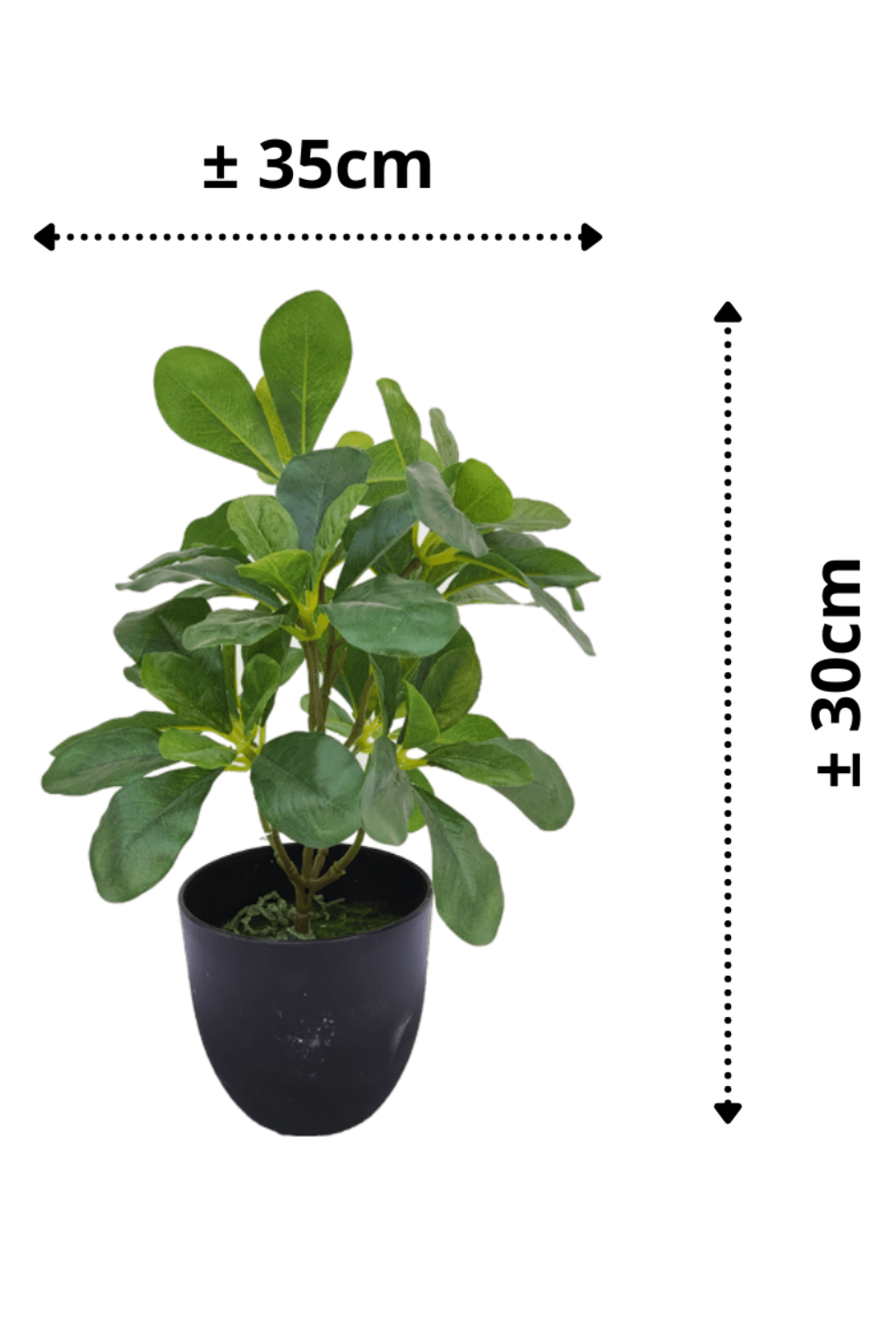 Schefflera Kunstpflanze 30cm