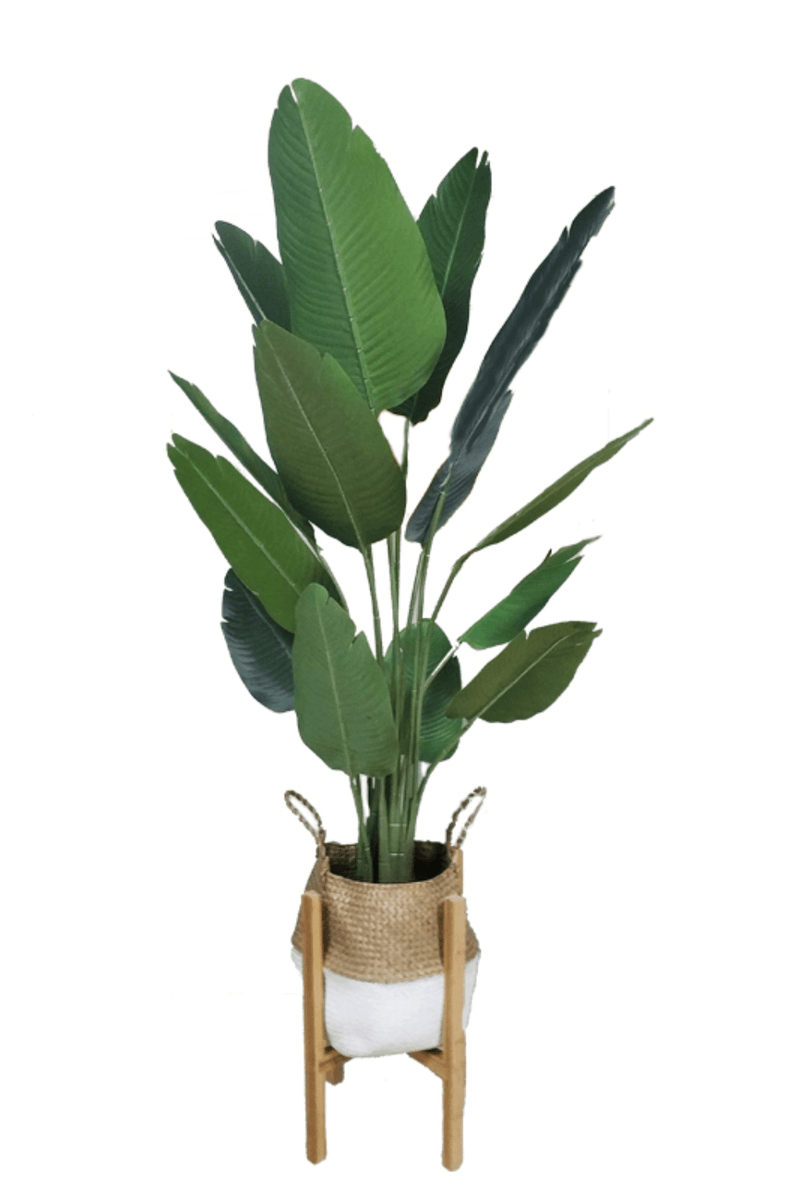Strelitzie Kunstpflanze 160cm | Kostenloser | PrettyPflanzen Versand