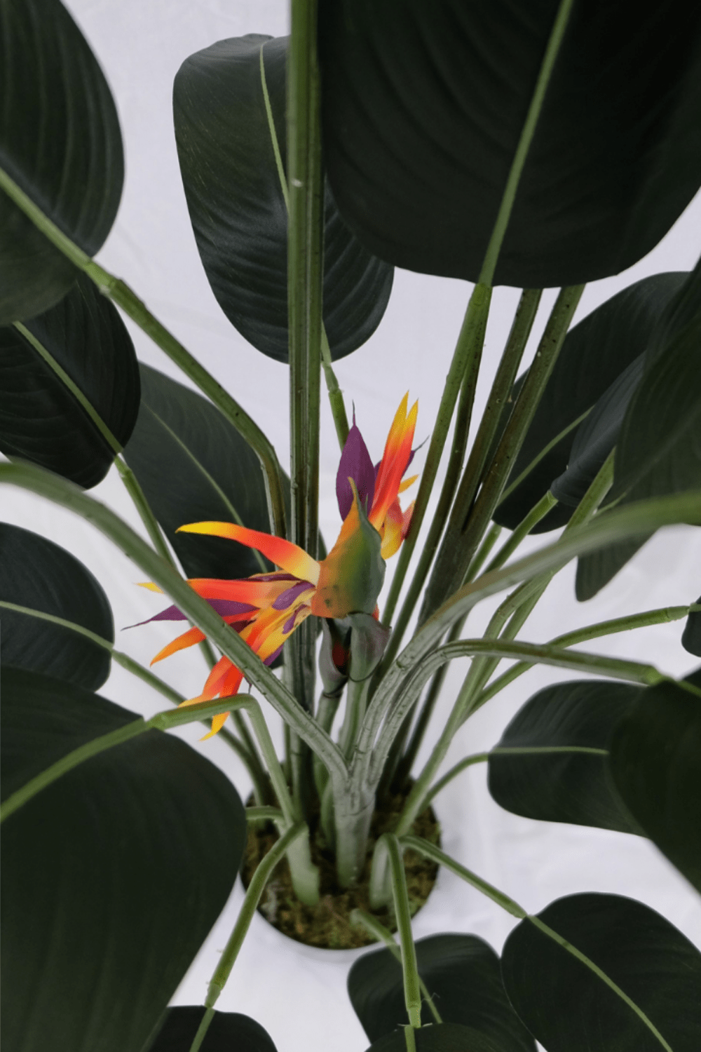 bovenaanzicht Strelitzia Kunstplant Met Bloem 160cm