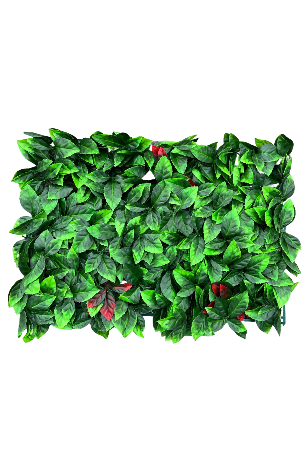 Kunsthaag Photinia 60x40cm