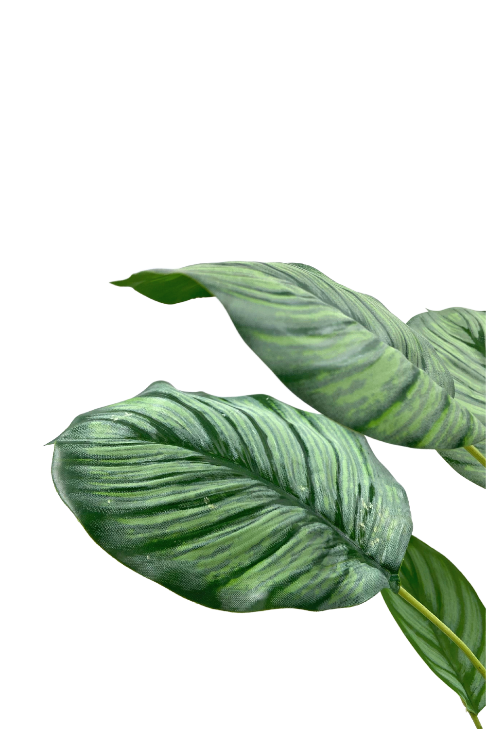 Calathea Kunstpflanze 45cm