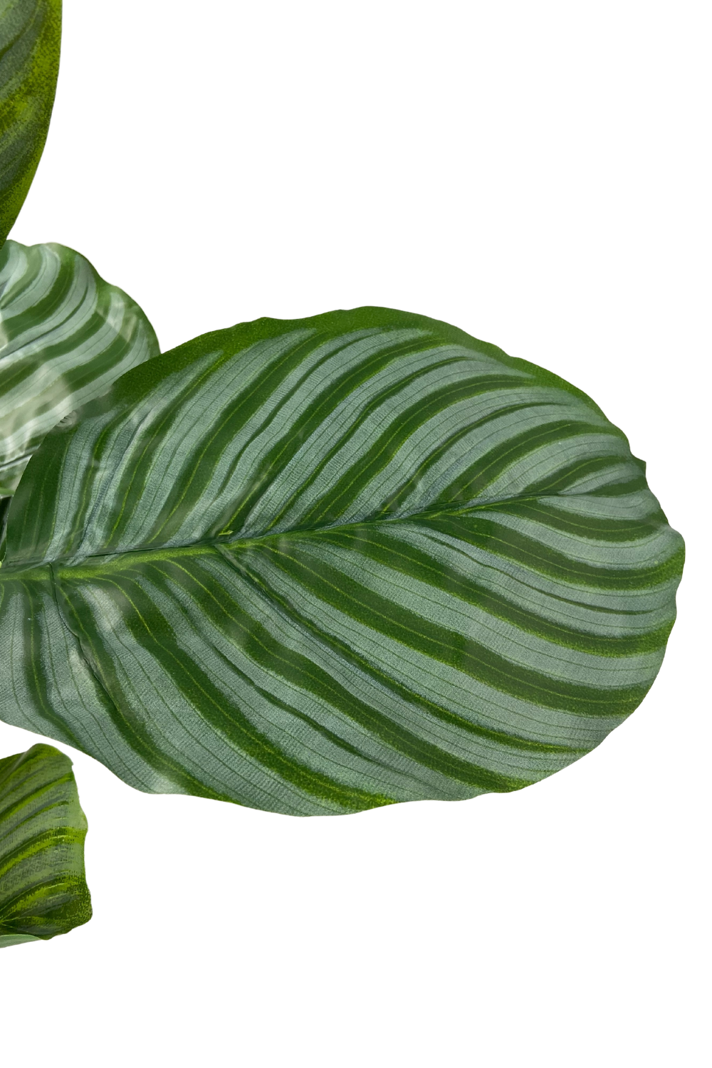 Calathea Kunstpflanze 60cm