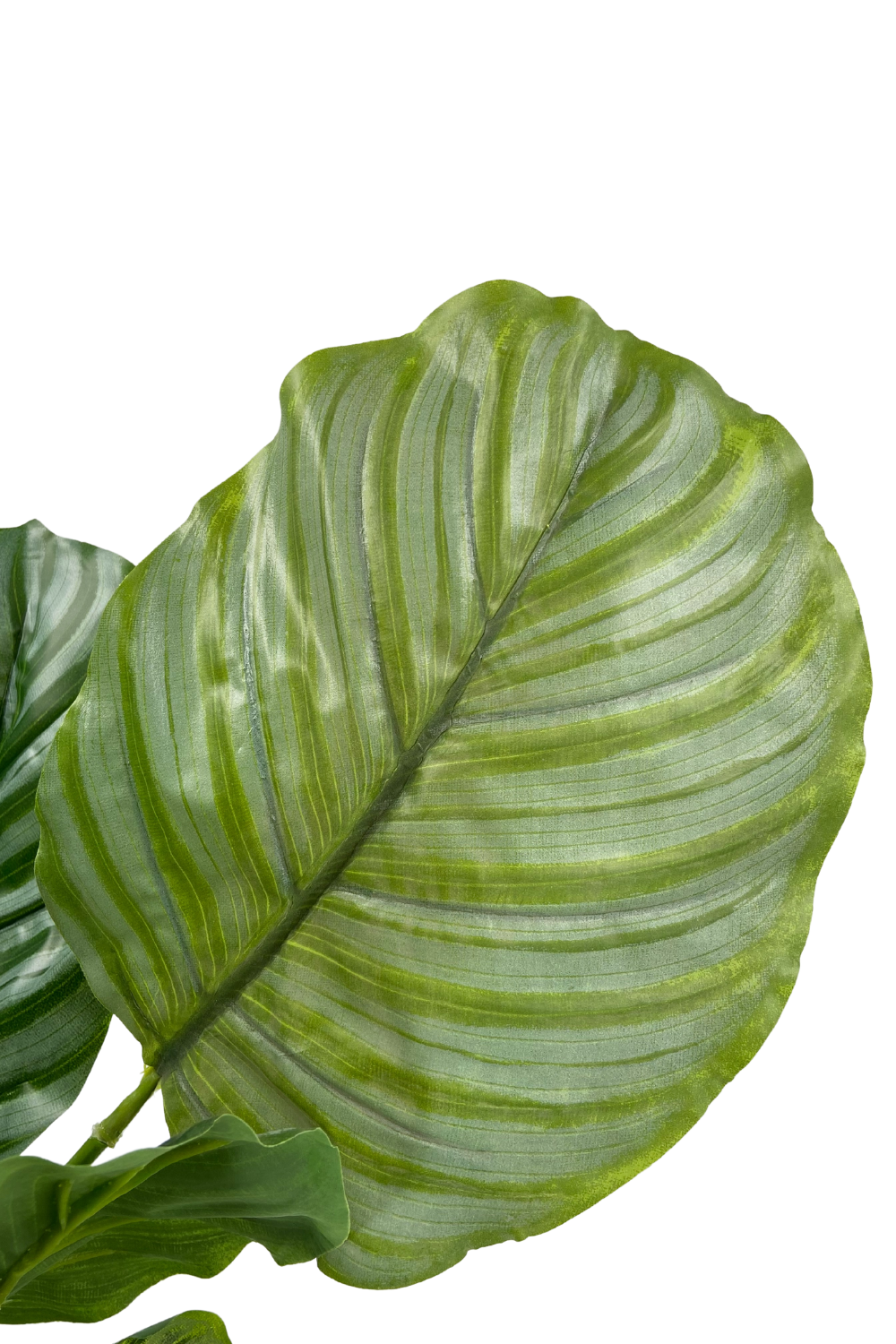 Calathea Kunstpflanze 60cm