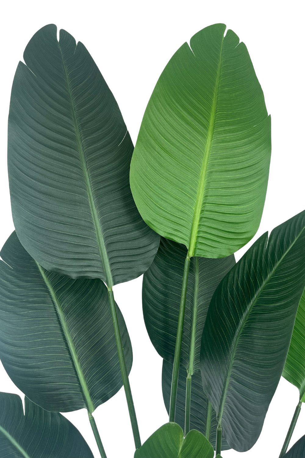 Strelitzie | 180cm Versand | Kostenloser PrettyPflanzen Kunstpflanze